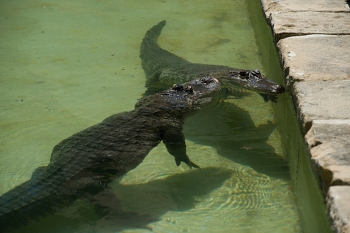 letní expozice pro aligátory_archiv Zoo Zlín