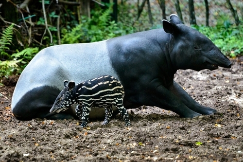 tapír čabrakovitý_archiv Zoo Zlín