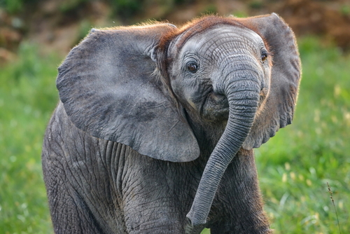 slůně africké_archiv Zoo Zlín