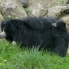 mládě medvěda pyskatého s matkou_archiv Zoo Zlín