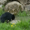 mládě medvěda pyskatého u vody_archiv Zoo Zlín