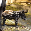 tapír čabrakový